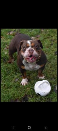 Image 7 of Old english bulldog pups sired by dual champion dax