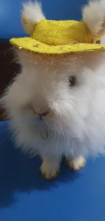 Image 4 of A beautiful rabbit is looking for a family  for free