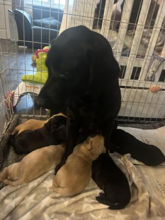 Image 2 of Labrador pups Ready to leave now
