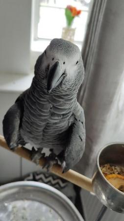 Image 5 of African Gray Parrot, ( Male ),Name (KoKo)