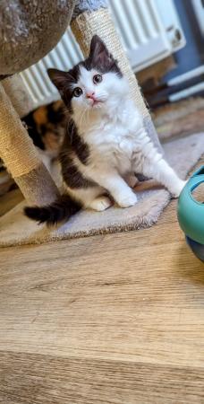 Image 8 of British shorthair female kittens