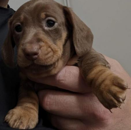 Image 5 of Ready now!!! KC registered miniature dachshunds for sale