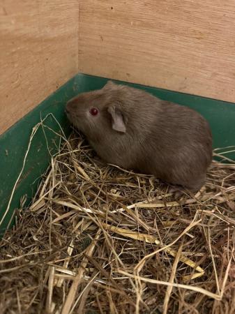 Image 6 of Mixed litter of three Guinea Pigs