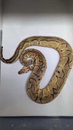 Image 5 of Female pastel clown royal python