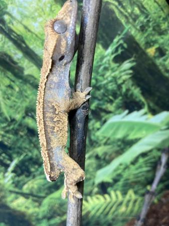 Image 3 of Unsexed juvenile full pin harlequin crested gecko