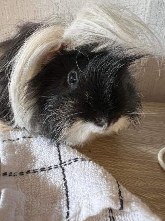 Image 1 of Two male long haired guniea pigs with cage and everything yo
