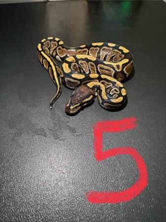 Image 1 of (Reduced prices) Hatchling ball pythons for sale
