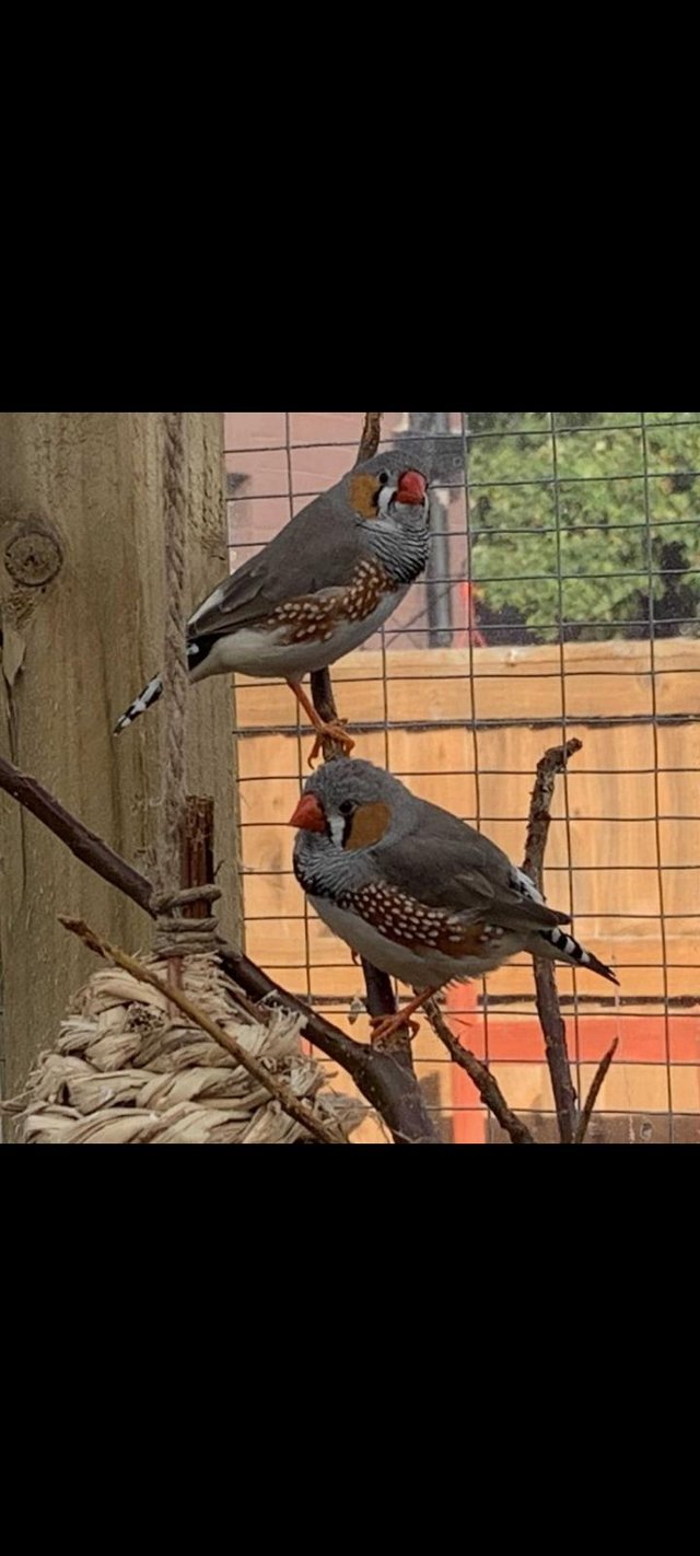 Preview of the first image of Zebra Finches Healthly and Active.