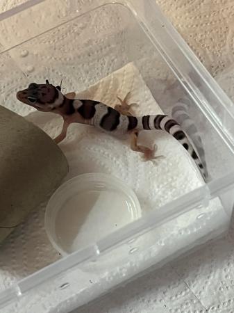 Image 6 of Baby leopard geckosfor sale