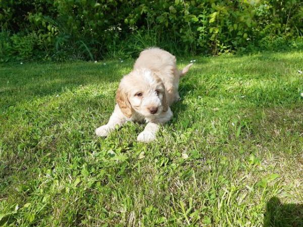 Image 5 of COCKAPOO PUPPIES TOP QUALITY.