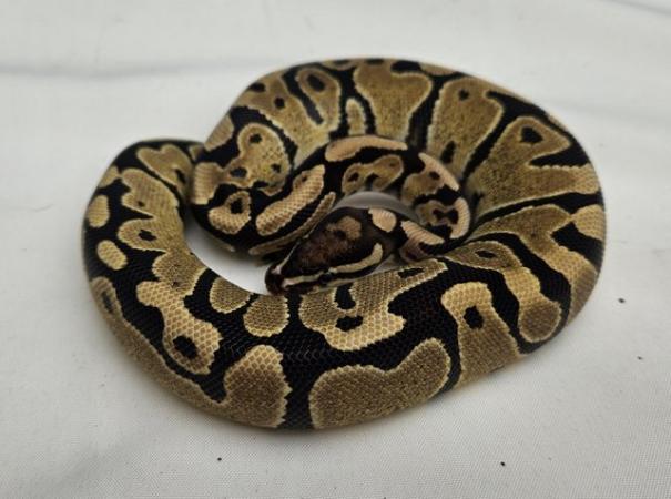 Image 4 of Fire Royal Python Het VPI AXANTHIC pos het Ghost