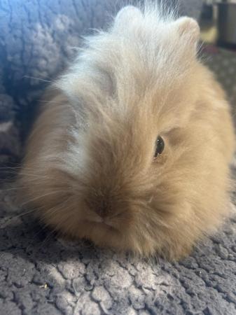 Image 26 of Lovely baby lionheads, males and females