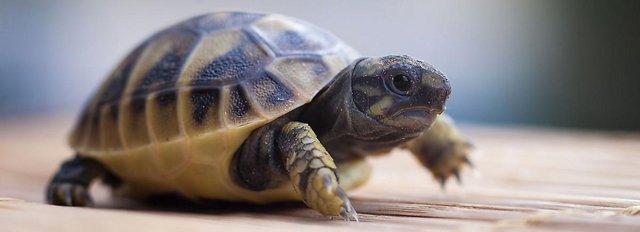 Image 9 of Stunning Baby Tortoises available lots to choose from..