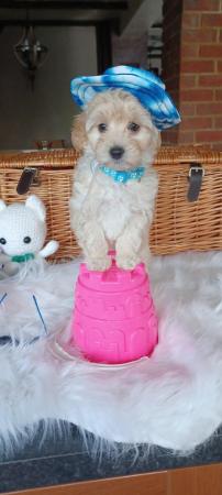 Image 11 of Vaccinated, Health Tested Apricot & Cream Toy F1 Maltipoo Pu