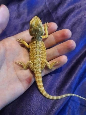 Image 4 of Baby bearded dragon - orange hypo