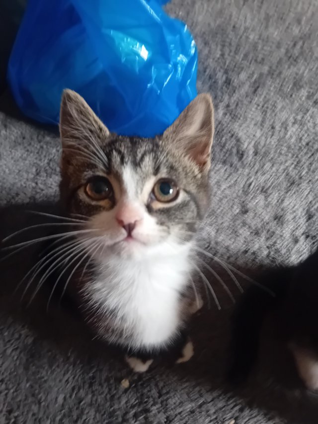BEAUTIFUL!! Kittens, ready to go to there new homes! — photo 2 of 4