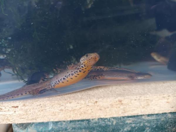 Image 2 of (SOLD) 3X ALPINE NEWTS (Apuanus) adults (SOLD)