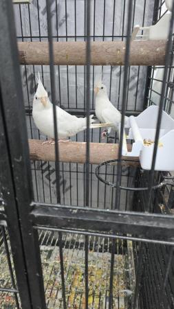 Image 7 of Cockatiel birds for sale