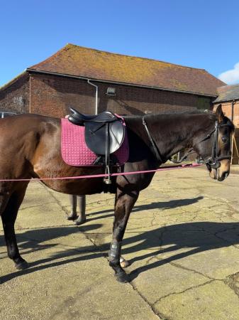 Image 2 of Bungo, 16hh rising 7 Thoroughbred