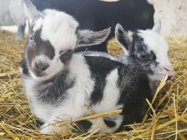 Image 7 of 2 gorgeous pygmy goat Wethers available to reserve