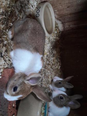 Image 6 of Young brown grey and yellow dutch