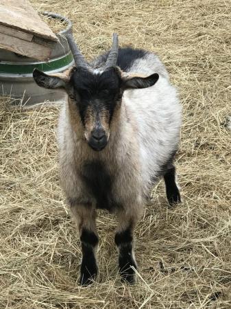 Image 2 of Dwarf wether (castrated) goats x 2 WAD type