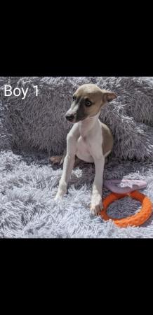 Image 6 of WHIPPET PUPPIES, PEDIGREE,KC REGISTERED