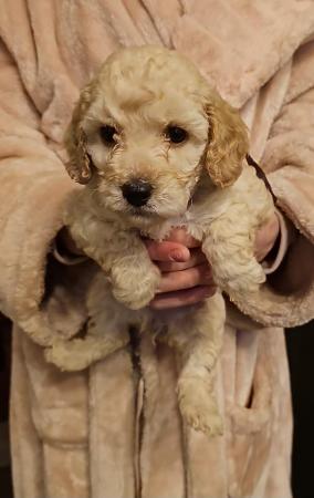 Image 14 of Cockapoo puppies for sale blonde and red