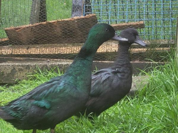 Image 1 of A pair of east Indian duck