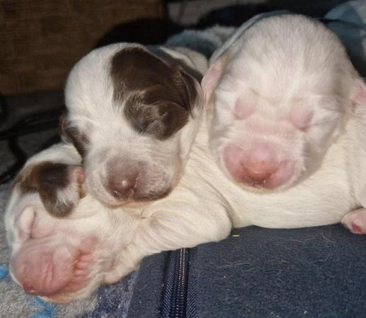 Image 4 of Stunning spaniels for sale