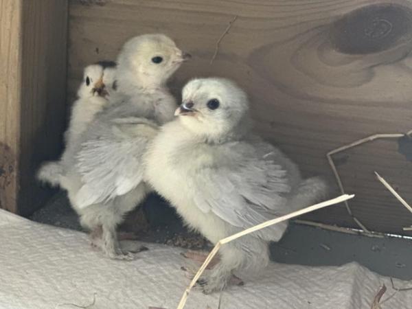 Image 1 of Chicks various quality breeds