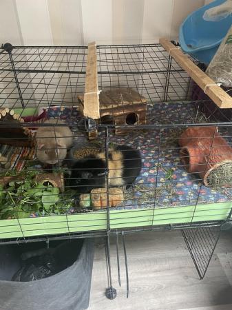 Image 4 of Teddy guinea pigs and cage