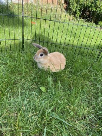 Image 6 of Friendly male rabbit for sale