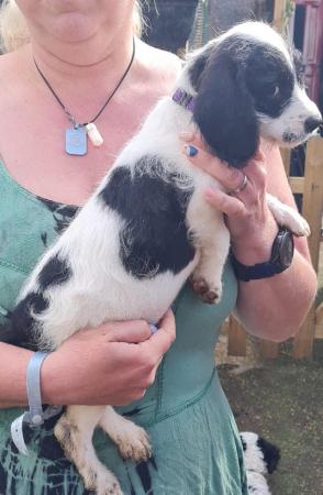 Image 21 of Spaniel cross pups 1 girl 2 boys available