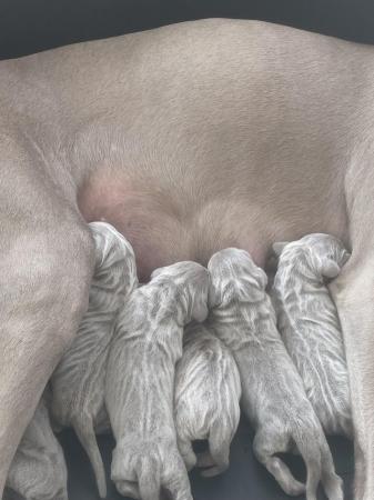 Image 9 of 6 beautiful Weimaraner puppies