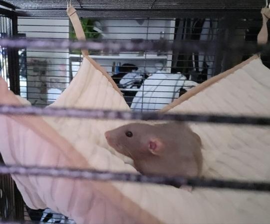 Image 7 of Two 6 month old girl rats