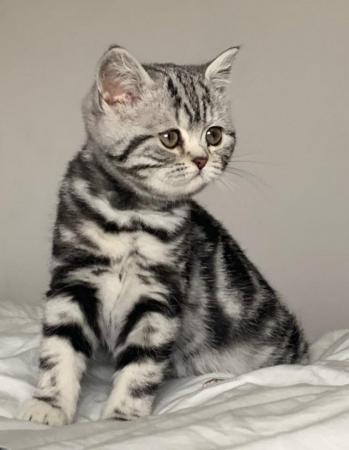 Image 1 of Silver classic British shorthair kittens READY NOW