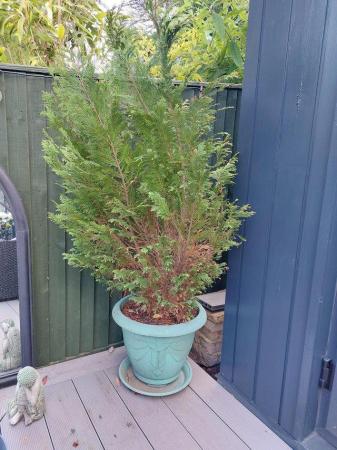 Image 2 of Plant evergreen and green pot