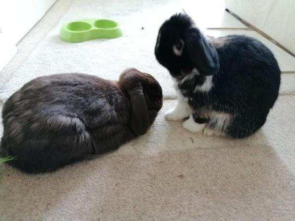 Image 3 of 2 cute bonded rabbits 5 yo DA8