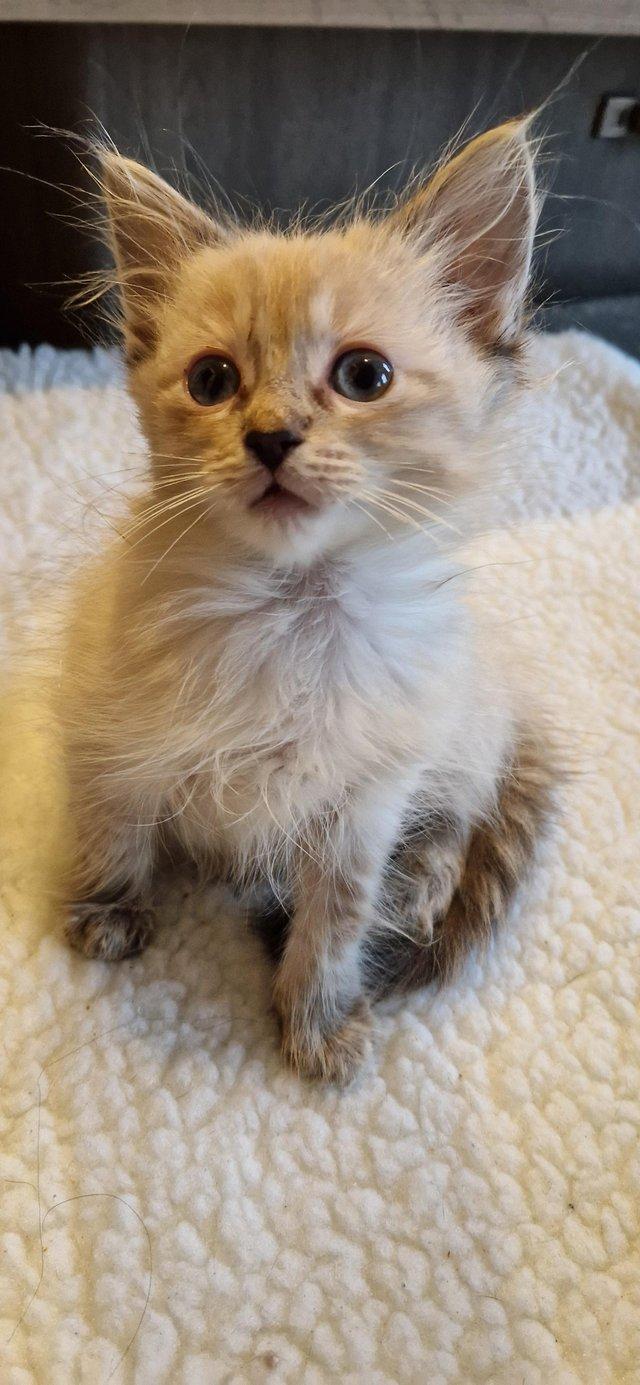 Last female Ragdoll kitten Ready for new homes For Sale in Leeds West Yorkshire Preloved