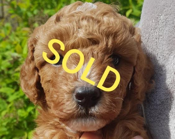 Image 6 of Cockapoo Puppies all sold