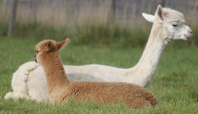 Preview of the first image of Alpaca Cirencester - to suit all budgets.