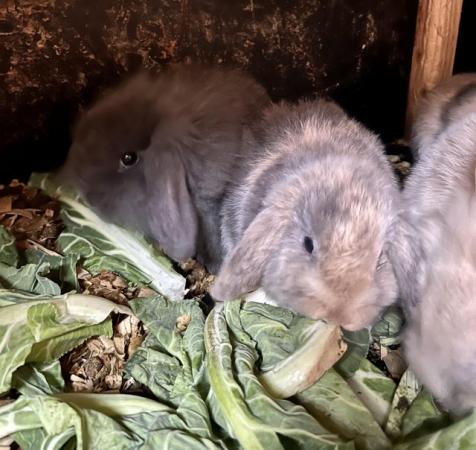 Image 4 of 7 wk old mini lop rabbits ready to leave 25/3