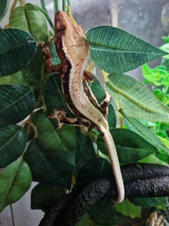 Image 6 of Lilly white crested gecko Pinestipe