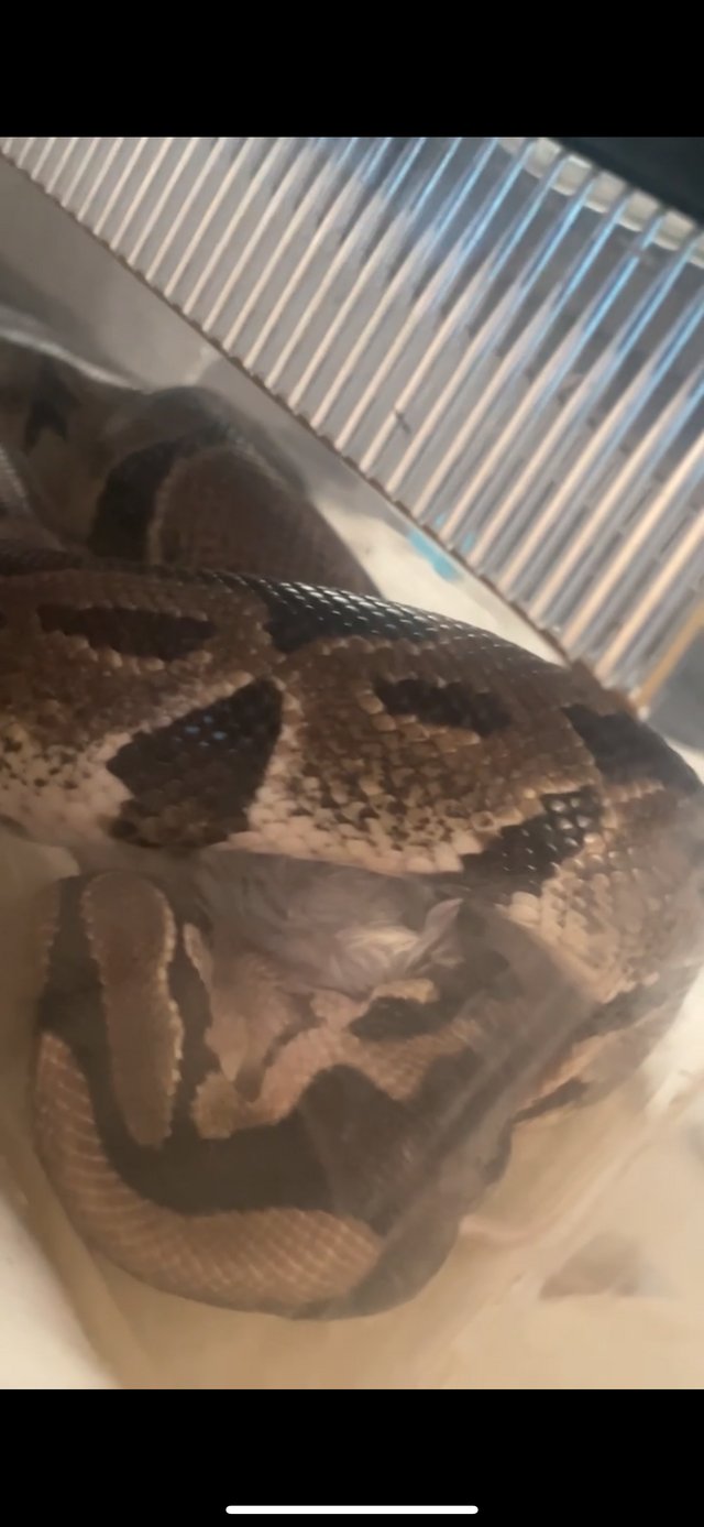 Preview of the first image of 9 year old male balled python for sale.
