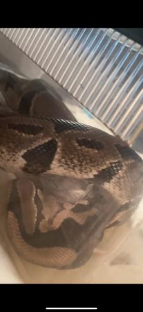 Image 1 of 9 year old male balled python for sale