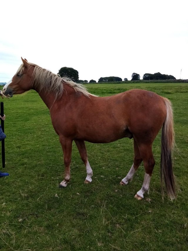 Preview of the first image of Welsh Section B Chestnut Gelding.