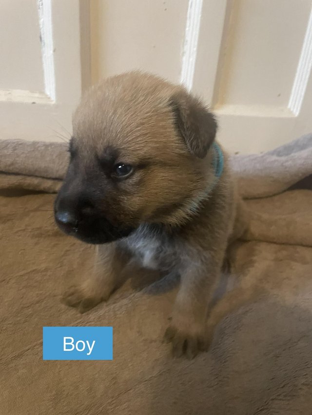 German shepherd x golden retriever best sale for sale