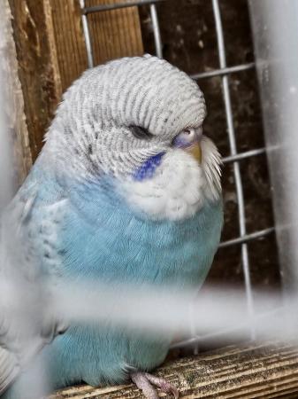 Image 5 of Turquoise baby Budgie, very pretty with lace wings