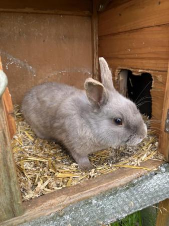 Image 3 of 1 year old Rabbits free to good home
